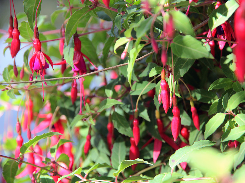 ������� ���������: ��������� ����. �������