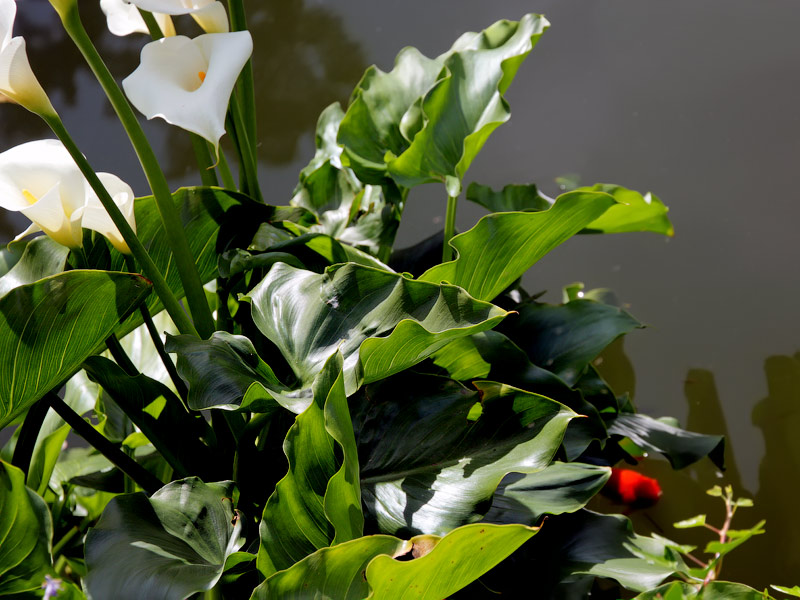 ������� ���������: ���� � ������� ����� � �����. �������