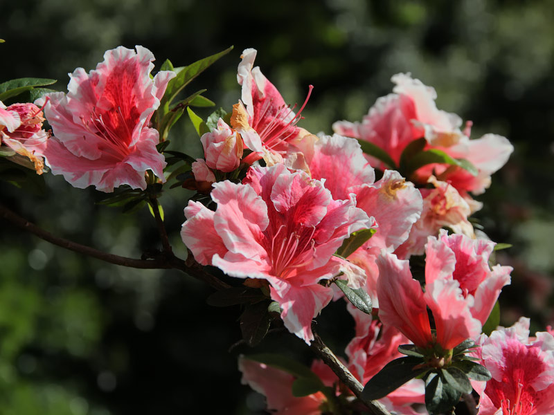 ������� ���������: �������� ������. ���� � �������