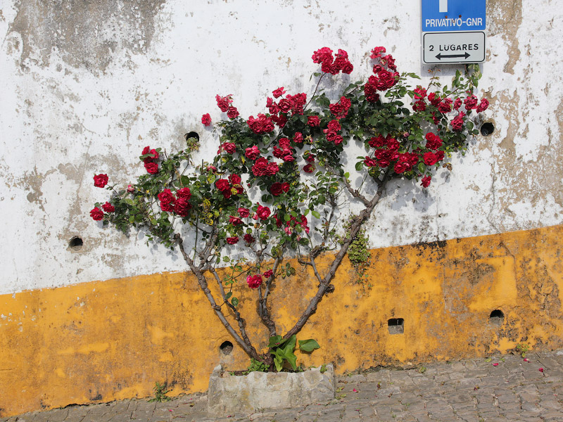 ������� ���������: ������������� ����. ������