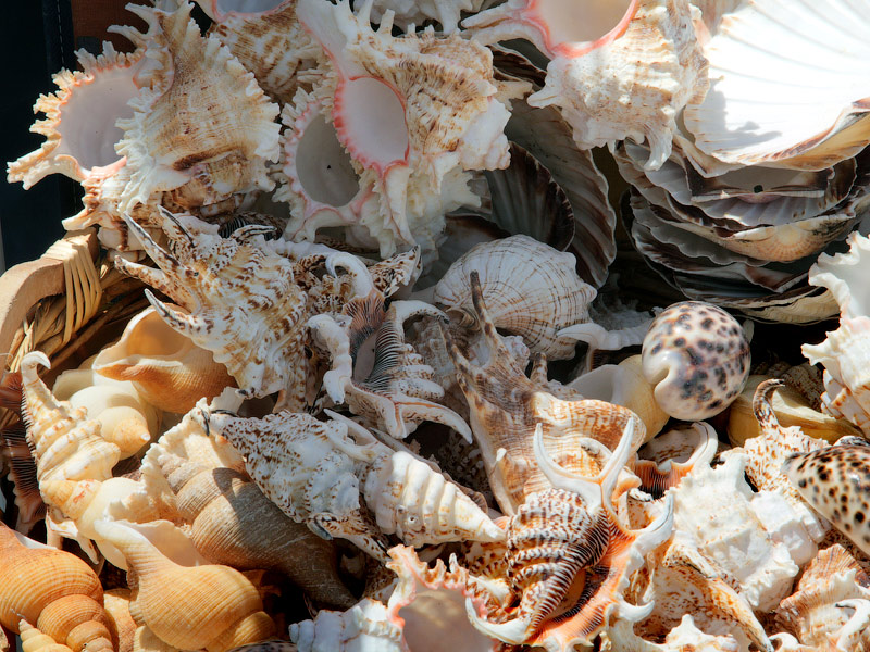 ������� ���������: �������� ��������. �������