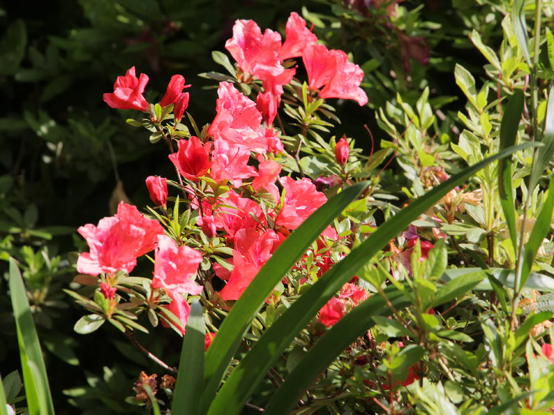 ������� ���������: ������. ������� ����