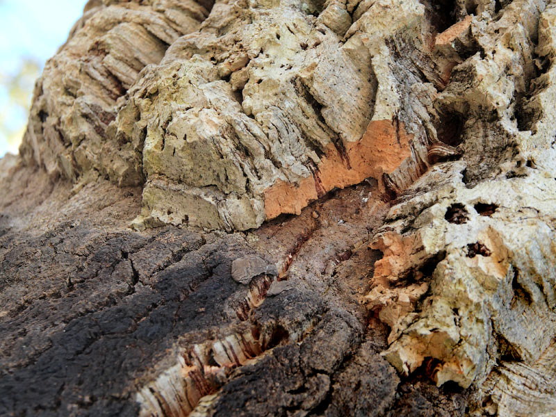 ������� ���������: ��������� ���. ������