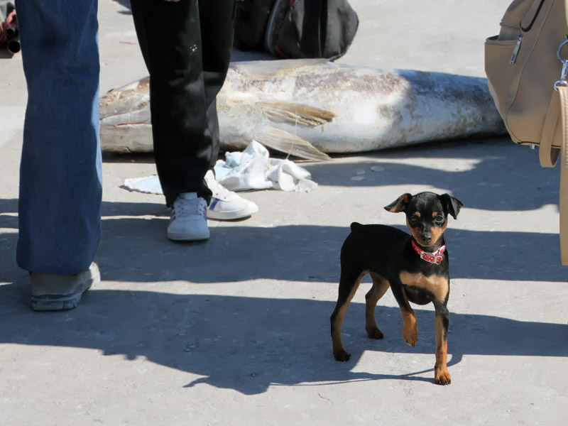 ������� ���������: ���������� ���. �� ����������