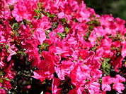 ������ ��������