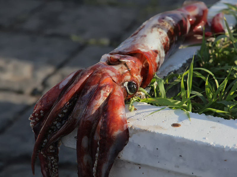 ������� ���������: �������� �������������. �������