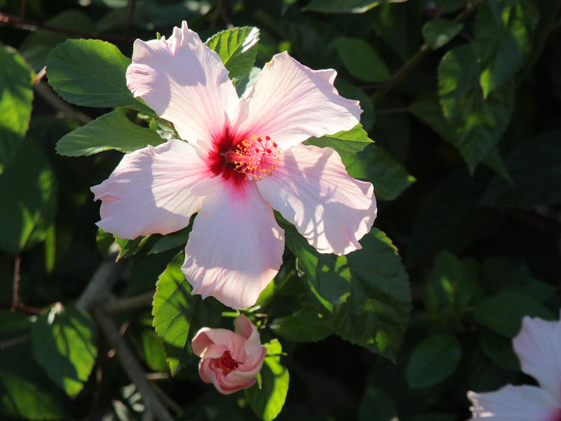 ������� ���������: ���������. � ������ � �������