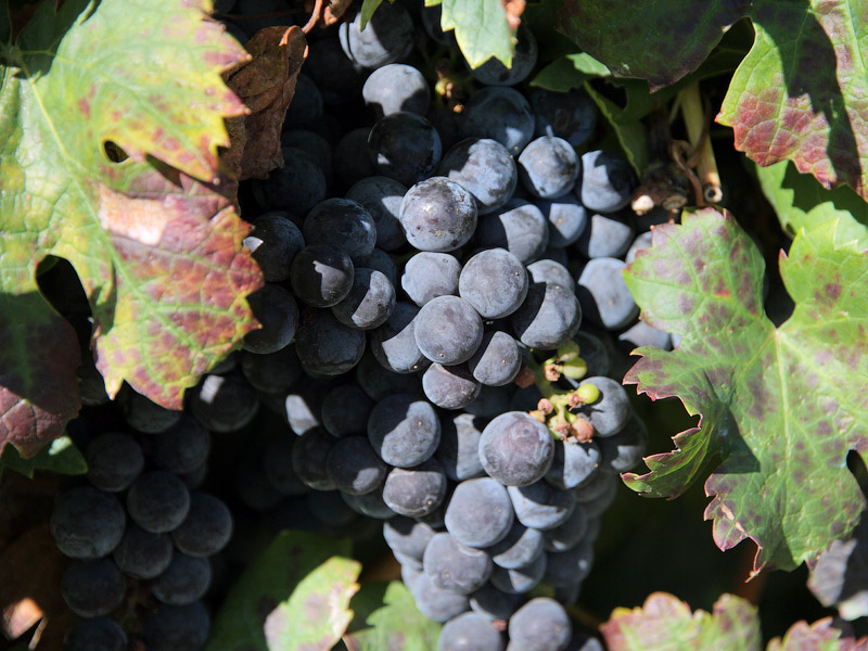 ������� ���������: ������ ��������. �� ����������