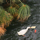 ��������, ������ � ������� �����