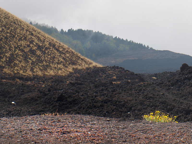 ������� ���������: ����������� ������. ������, �������, ������������