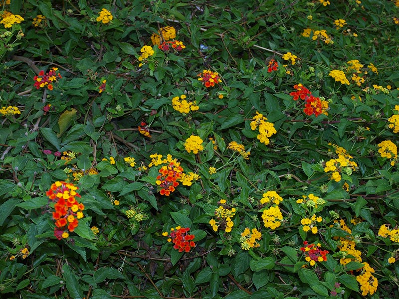 ������� ���������: ����� ��������. ��� � �����