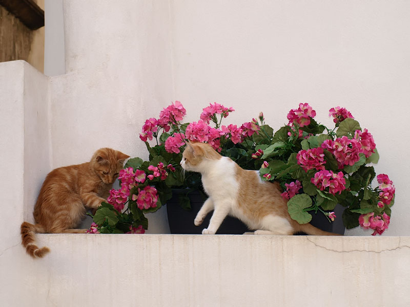 ������� ���������: ������, �������� � ������. ��������������� �������� �� ��� ��������