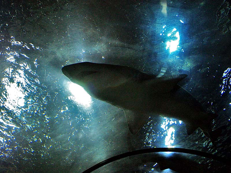 ������� ���������: ���������, �����!. ��������