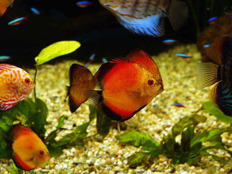 ������� ���������: ����������� �����. ��������