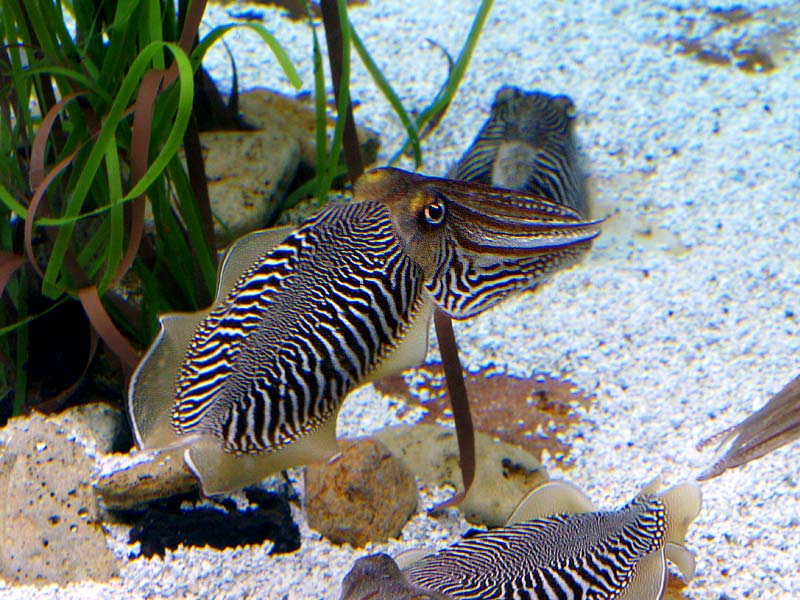 ������� ���������: ������ �� �������. ��������