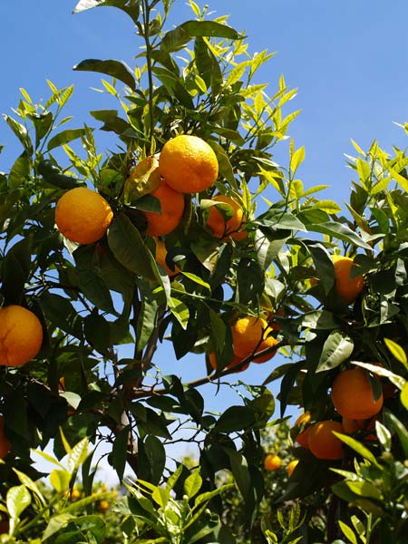 ������� ���������: �������, ������ ����������� ����������. ���� � �������