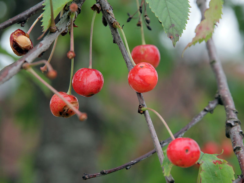 ������� ���������: ����� �������?. ����������� ����� ������