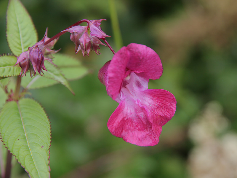 ������� ���������: ������ ������. ���������