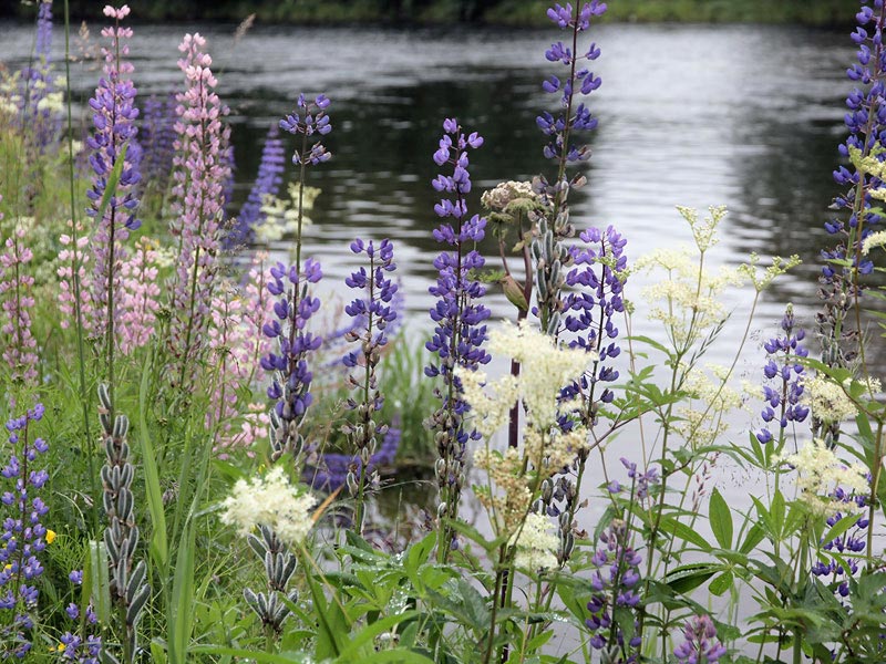 ������� ���������: ����� �� ������ ����. ������