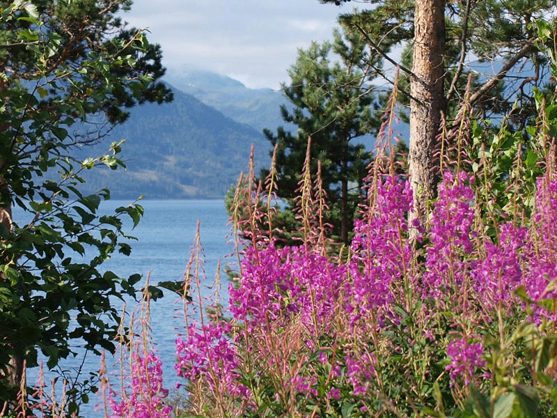 ������� ���������: ����-���, ��� ������ ��������. � ��������� �����