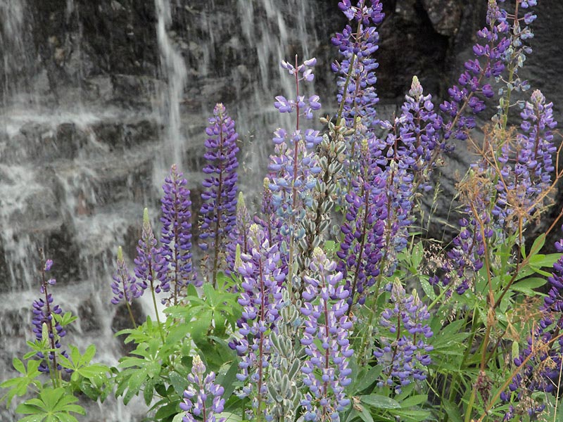 ������� ���������: ��� ��������� ��������. ��� ��������