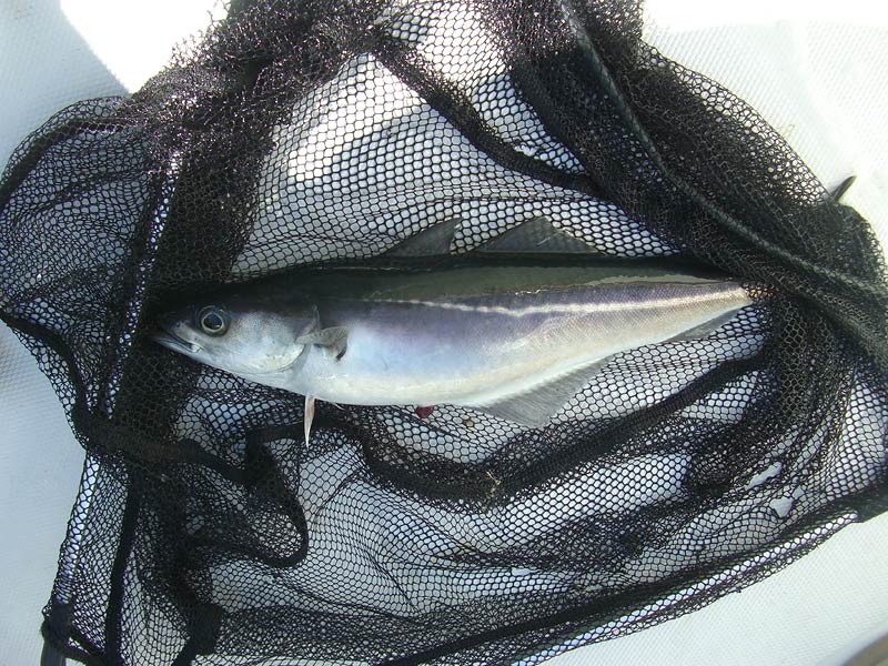 ������� ���������: �����. ������ ����� ���