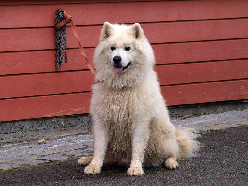 ������� ���������: ������������ ������ � ������. ������� ��������