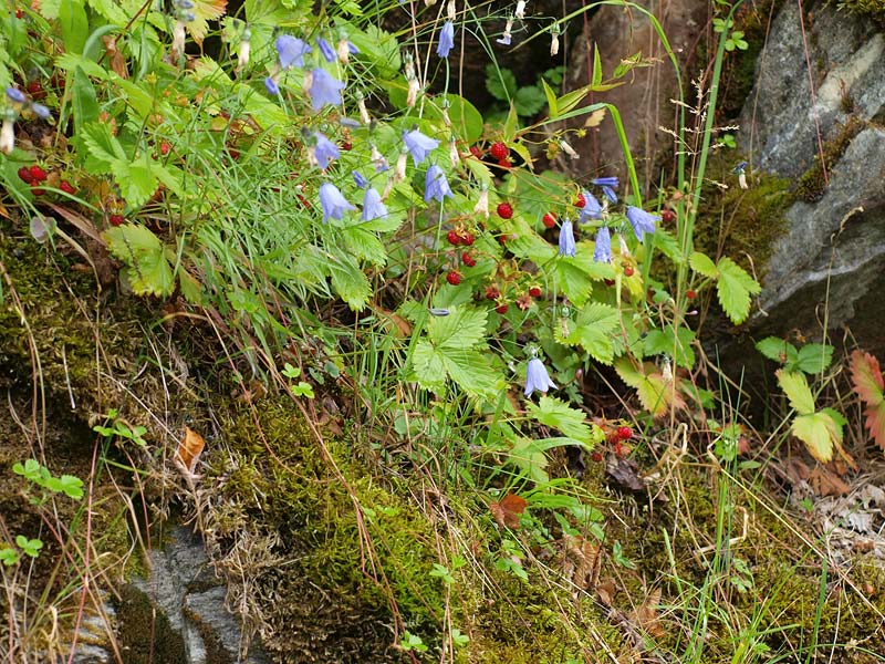 ������� ���������: ��������� � ������������. ������, � ������