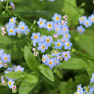 ������ ���������