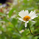 ������������� �������