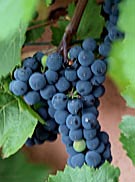 ��������� ������������