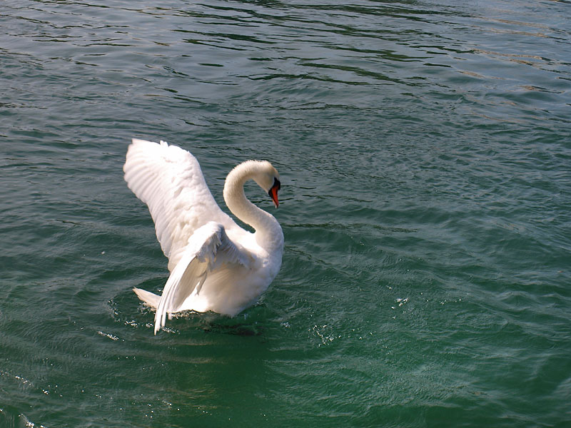 ������� ���������: ������ � ������. ������