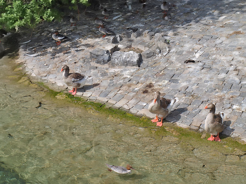 ������� ���������: ��-��-��. ����, ����