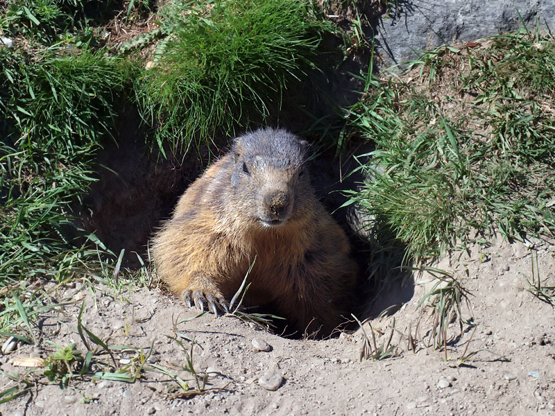 ������� ���������: �������� � ������� �� ����������. �������