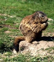 ������ � ����