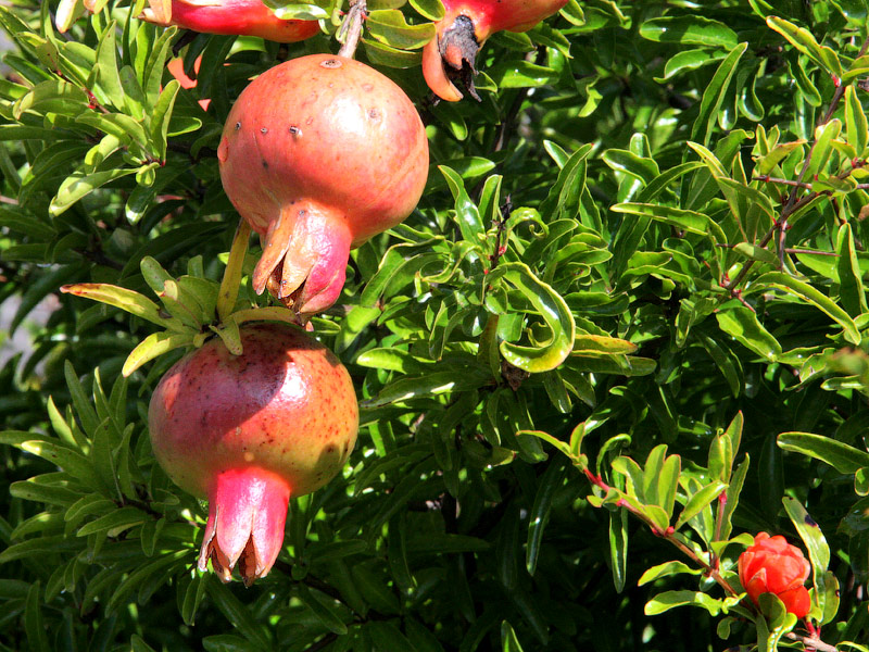 ������� ���������: ������� �������� � ������������. ������� �����