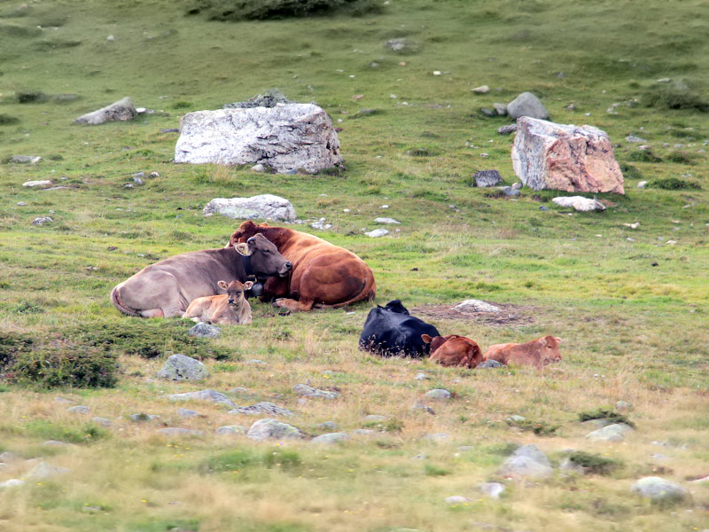 ������� ���������: ���������� ���������. ������������ ��������